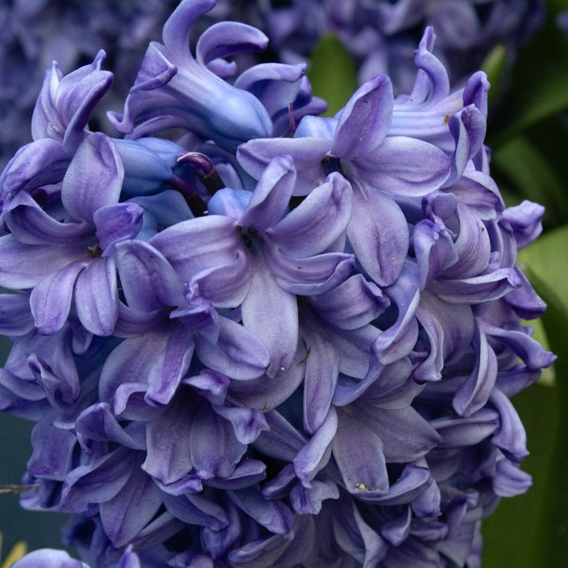 Hyazinthe Delft Blue (Flowering)