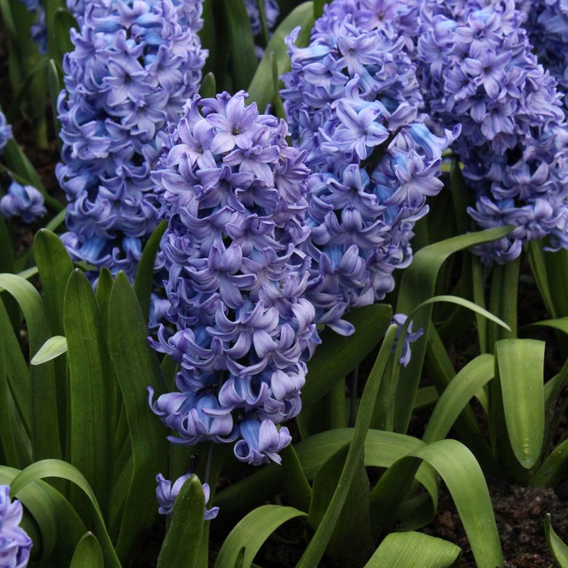 Hyazinthe Delft Blue (Plant habit)