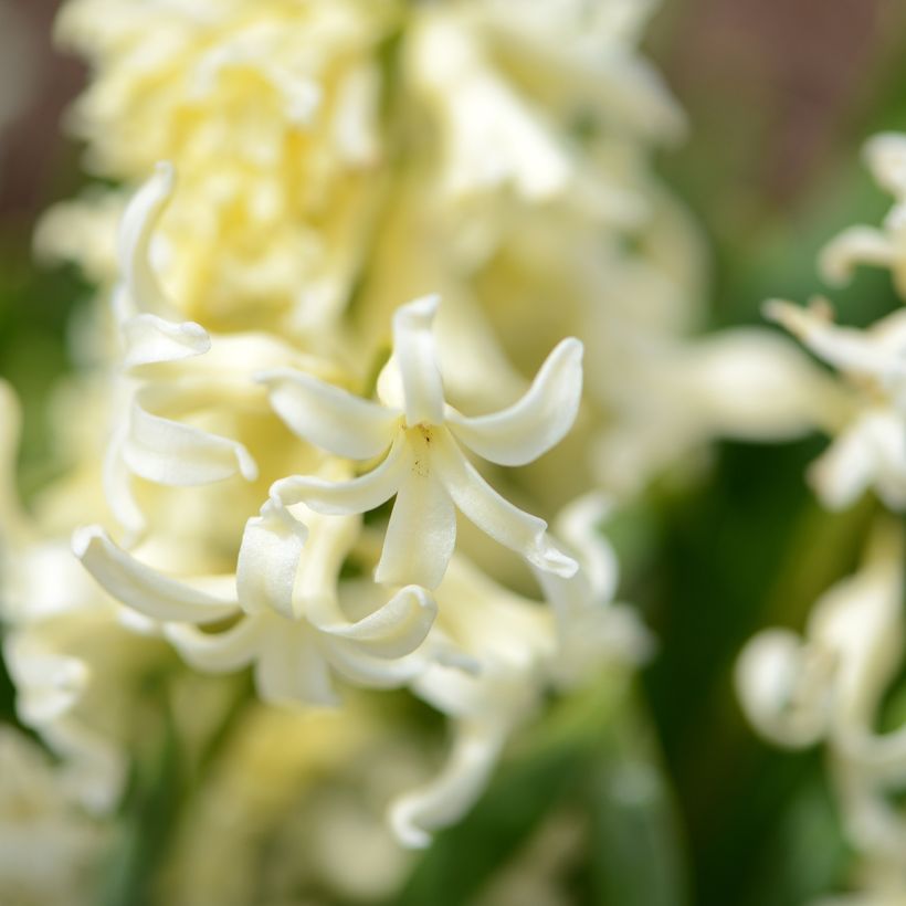 Hyazinthe Gipsy Princess (Flowering)