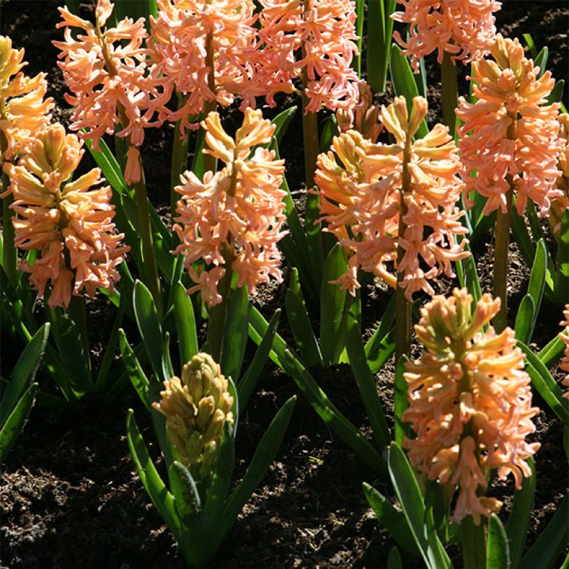 Hyazinthe Gipsy Queen (Plant habit)