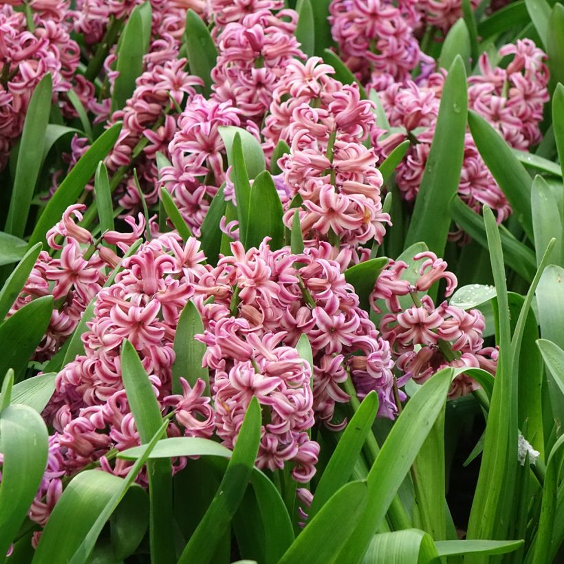 Hyazinthe Anna Liza (Flowering)