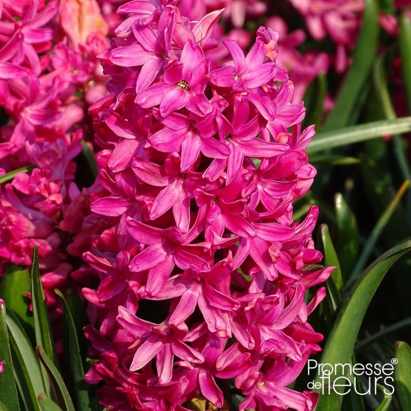 Hyazinthe Jan Bos (Flowering)