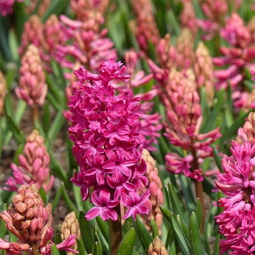 Hyazinthe Jan Bos - Zwiebel zum Treiben vorbereitet (Flowering)