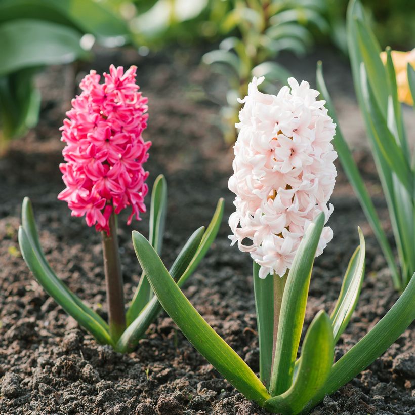 Hyazinthe Jan Bos (Plant habit)