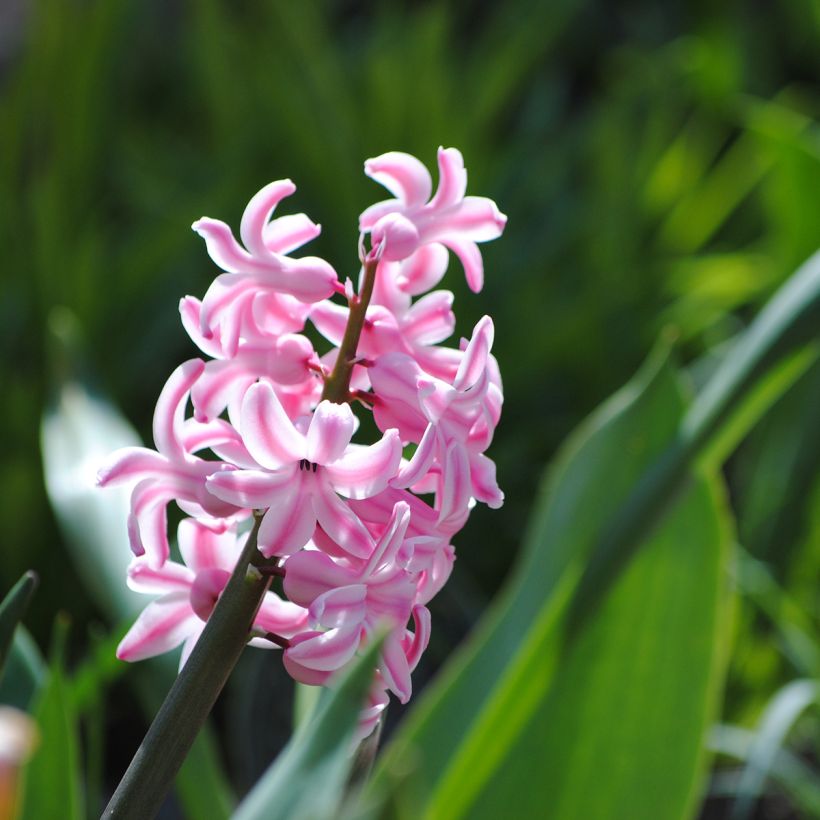 Hyazinthe Pink Pearl (Flowering)