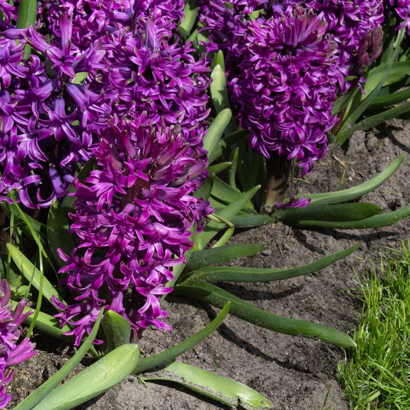 Hyazinthe Purple Sensation (Flowering)