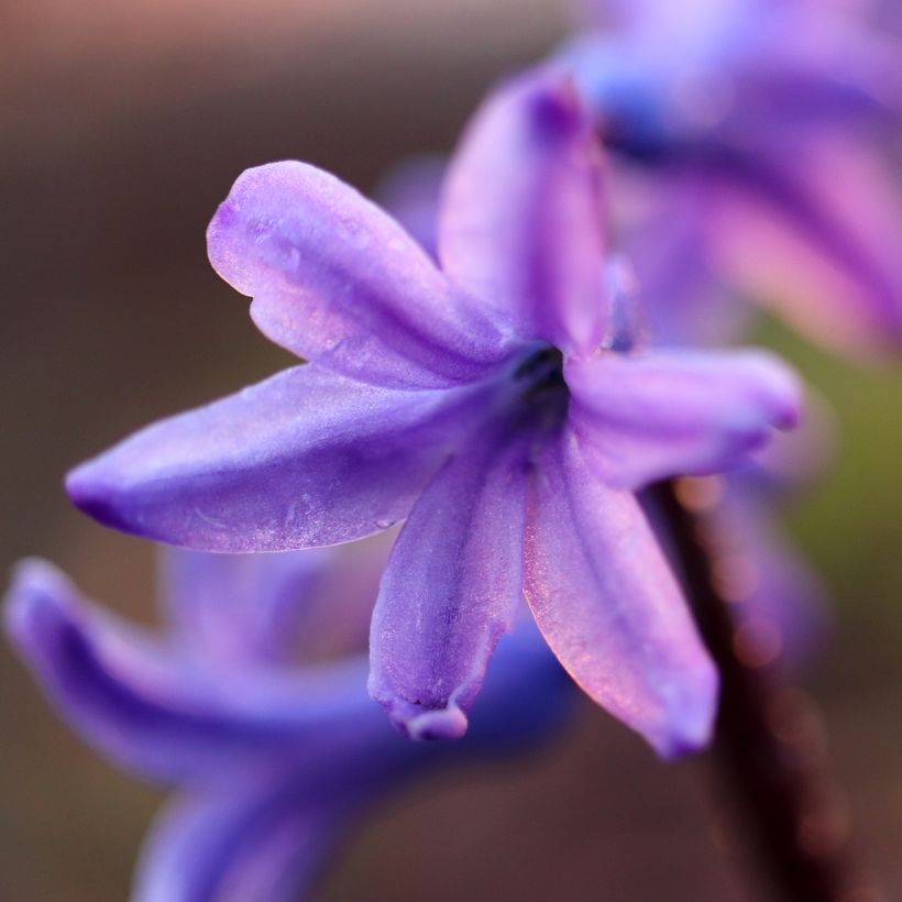 Hyazinthe Sky Jacket (Flowering)