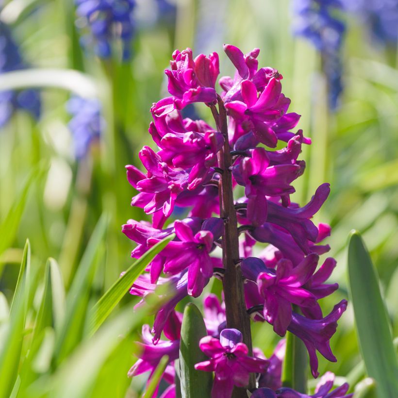 Hyazinthe Woodstock (Flowering)