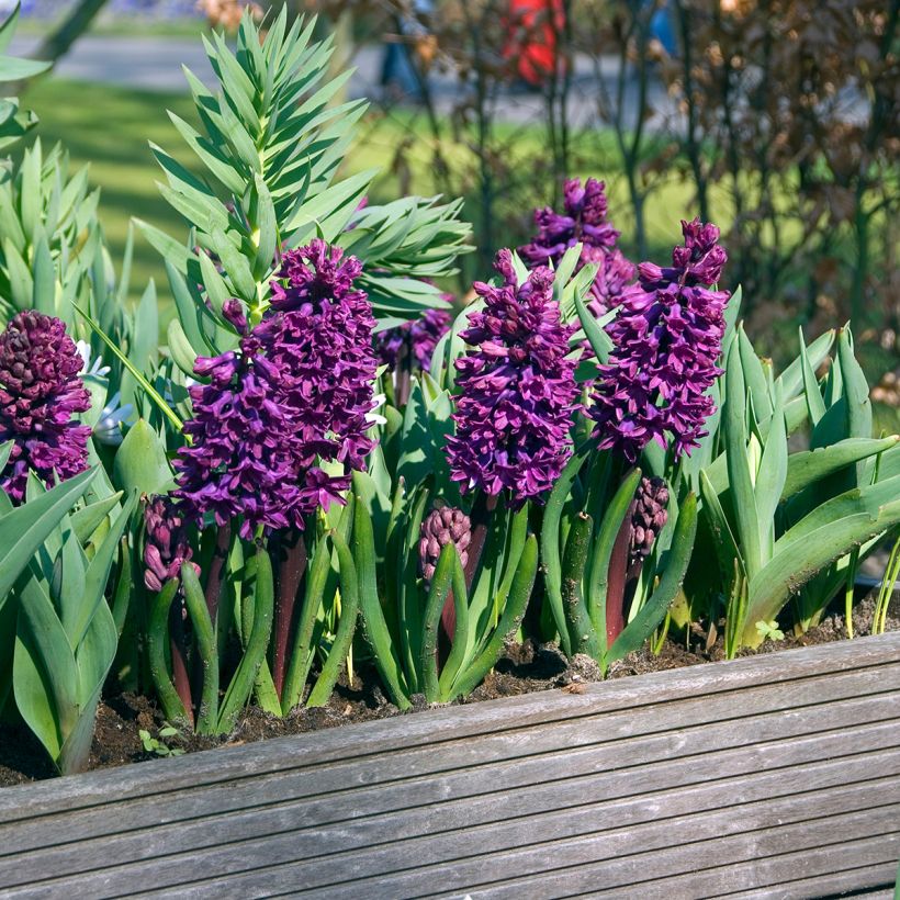 Hyazinthe Woodstock (Plant habit)