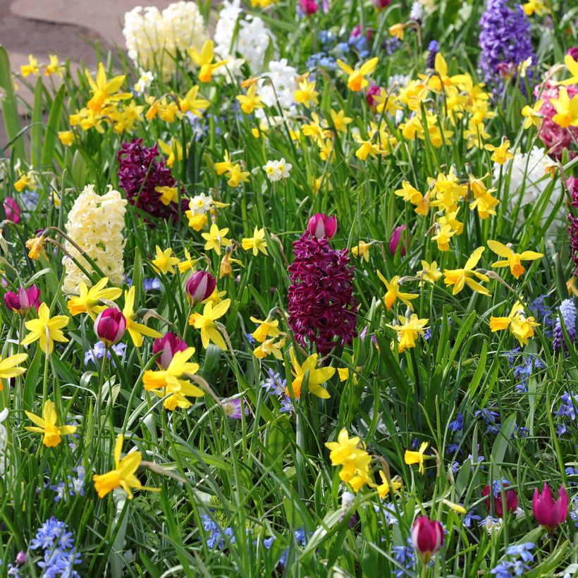 Hyazinthe Woodstock zum Forcen vorbereitet (Plant habit)