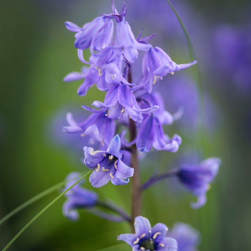 Hyacinthoides hispanica - Spanische Hasenglöckchen (Flowering)