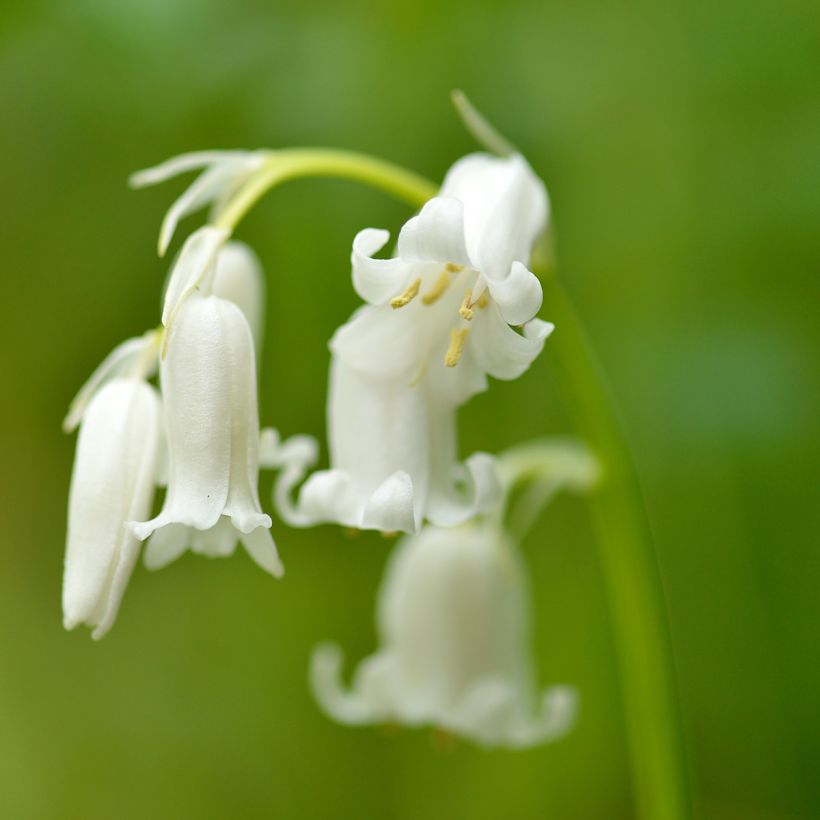 Hyacinthoides hispanica Alba - Spanische Hasenglöckchen (Flowering)