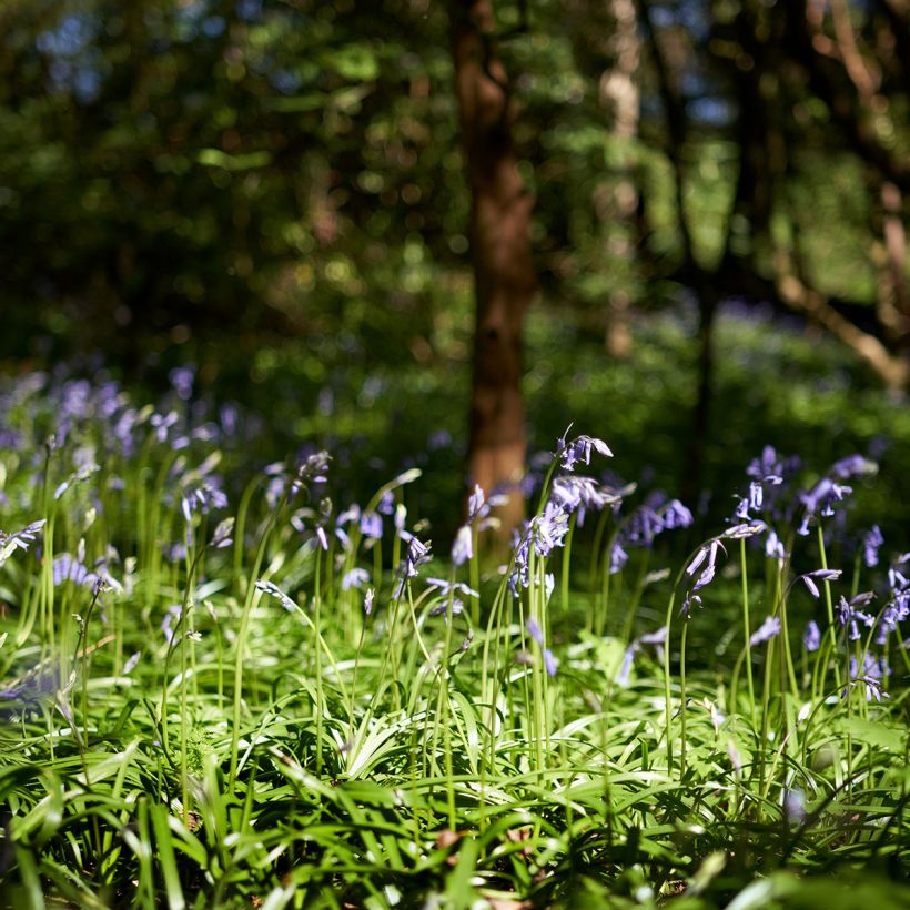 Hyacinthoides non-scripta - Atlantische Hasenglöckchen (Plant habit)