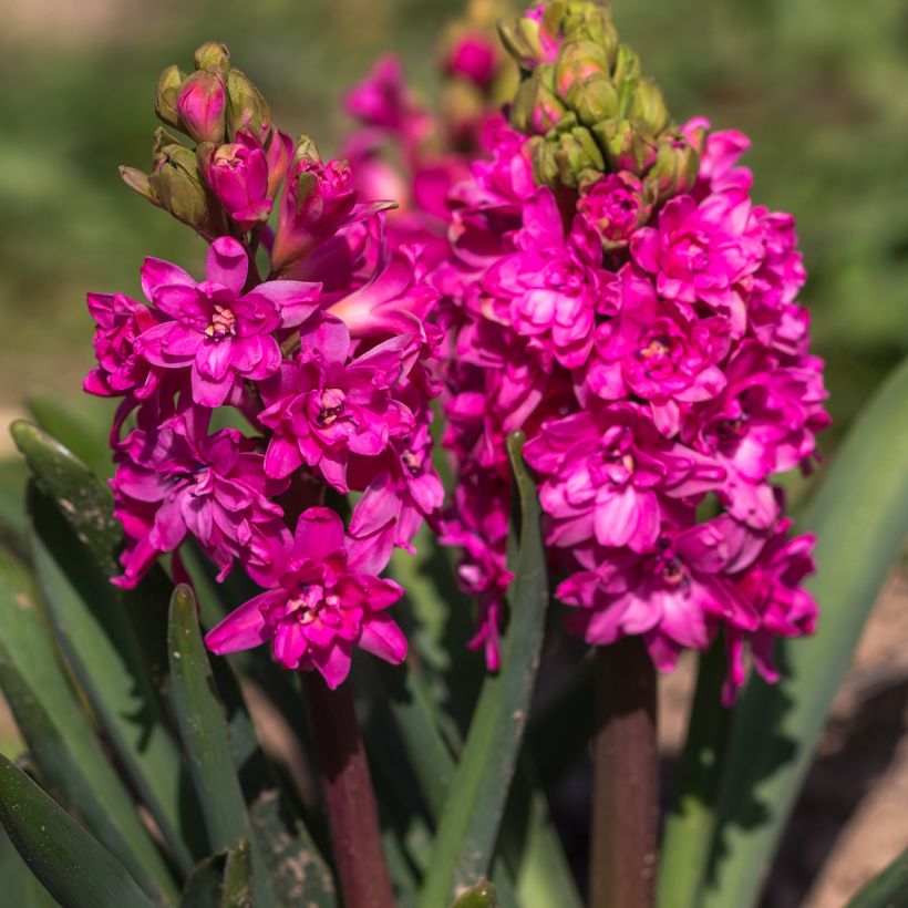 Hyazinthe Red Diamond (Flowering)