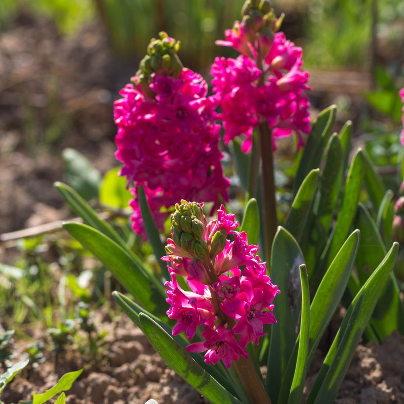 Hyazinthe Red Diamond (Plant habit)