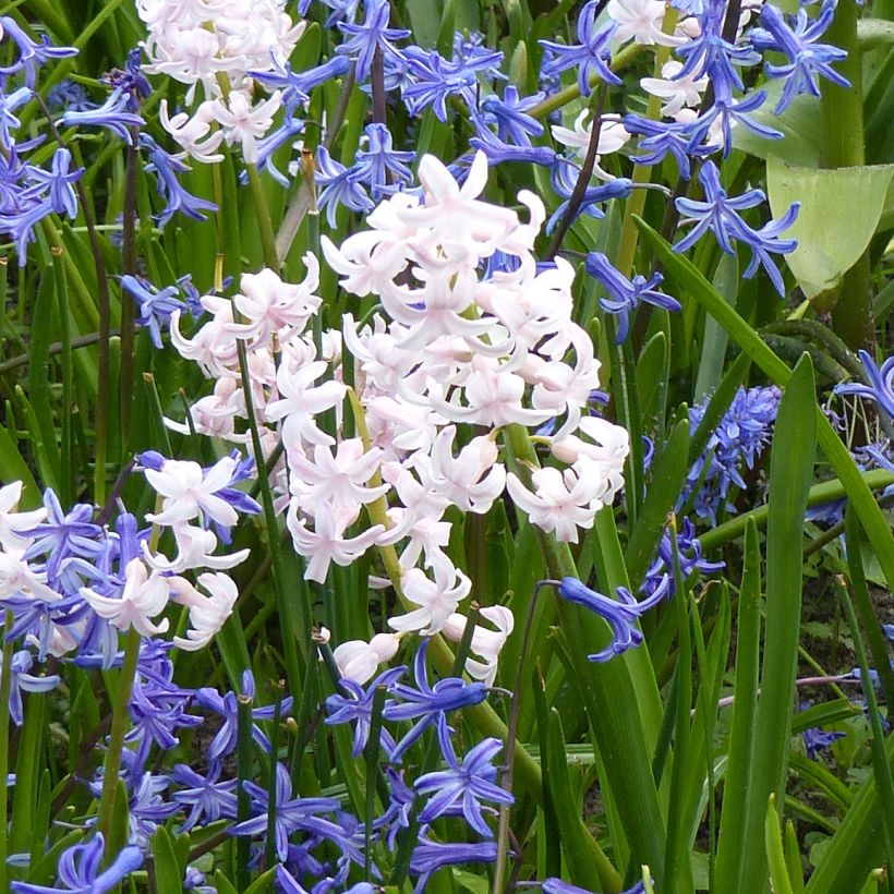 Hyazinthe Multiflora White (Flowering)