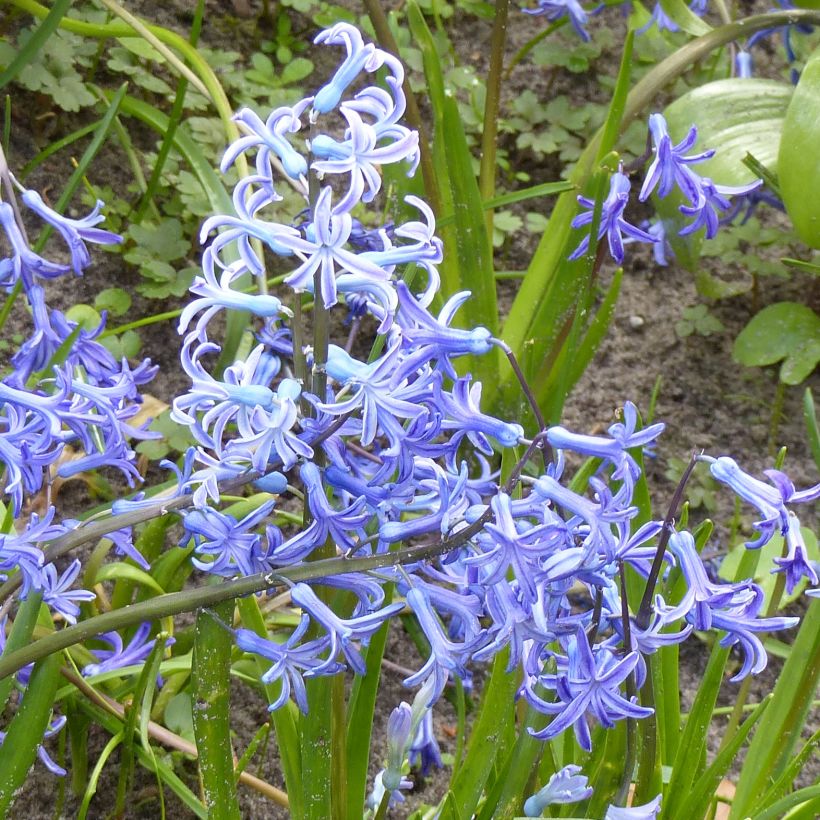 Hyazinthe Multiflora Blue (Flowering)