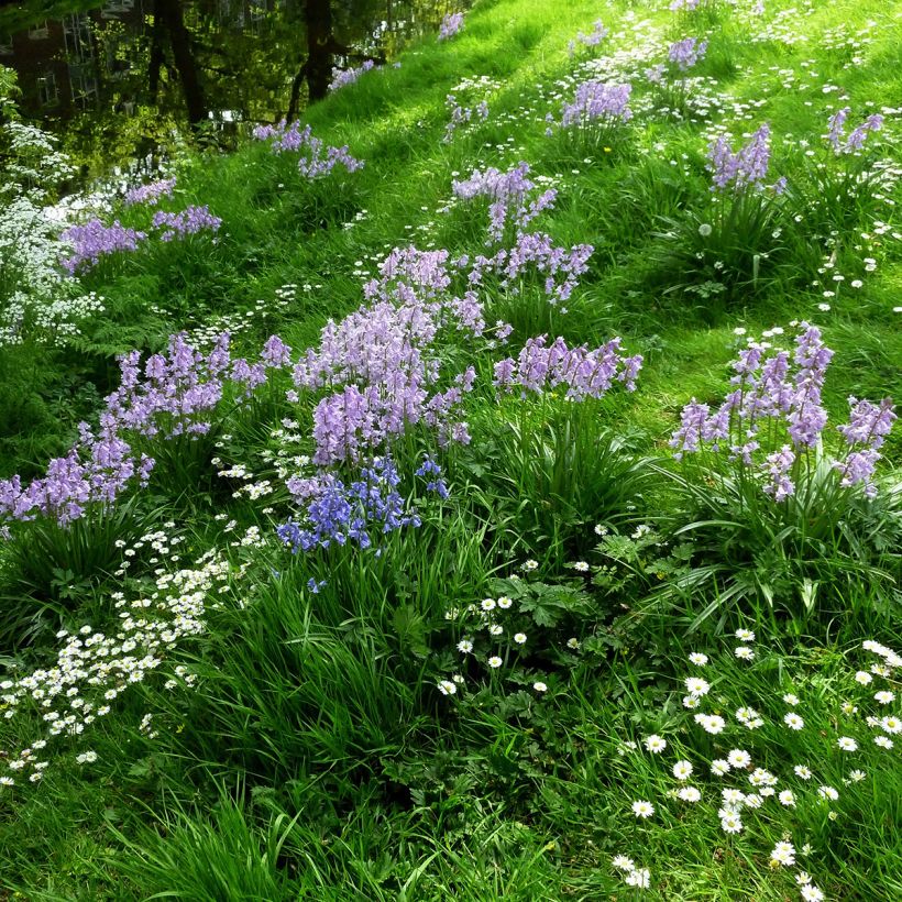 Hyacinthoides hispanica Mix - Spanische Hasenglöckchen (Plant habit)