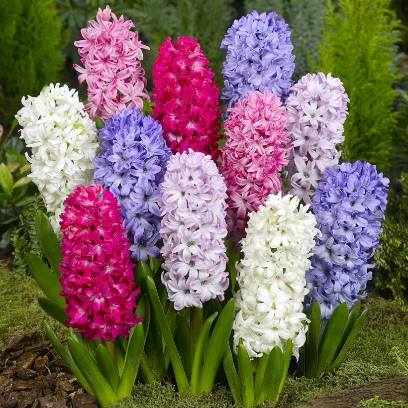 Hyazinthe Mix (Plant habit)