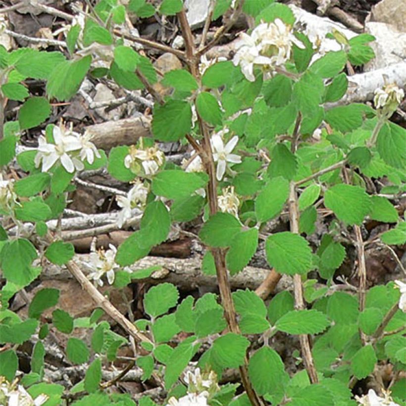 Jamesia americana - Jamesie (Foliage)