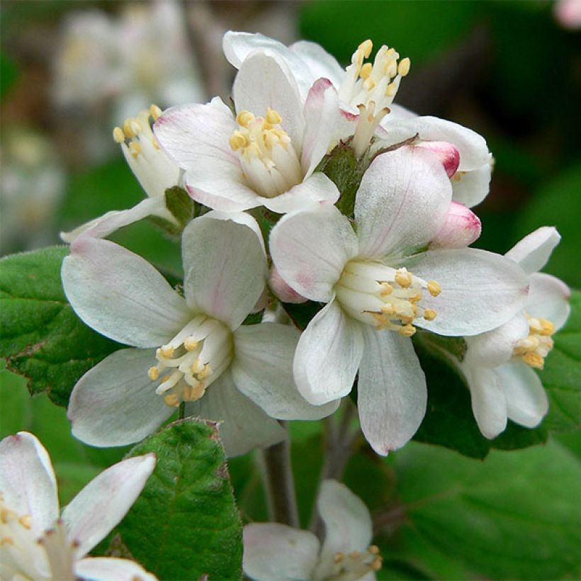 Jamesia americana - Jamesie (Flowering)