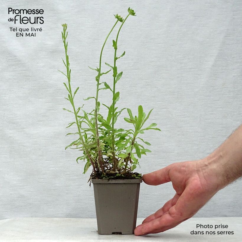 Exemplar von Jasione laevis Blaulicht - Ausdauerndes Sandglöckchen Kleine Töpfe von 8/9 cm wie im Frühjahr geliefert