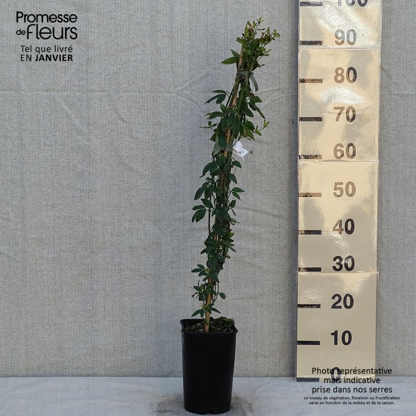 Example of Jasminum humile Revolutum - Gelber Jasmin Topf mit 3L/4L as you get in hiver