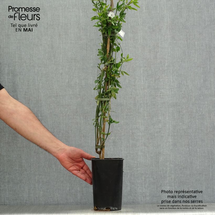 Exemplar von Jasminum humile Revolutum - Gelber Jasmin Topf mit 3L/4L wie im Frühjahr geliefert