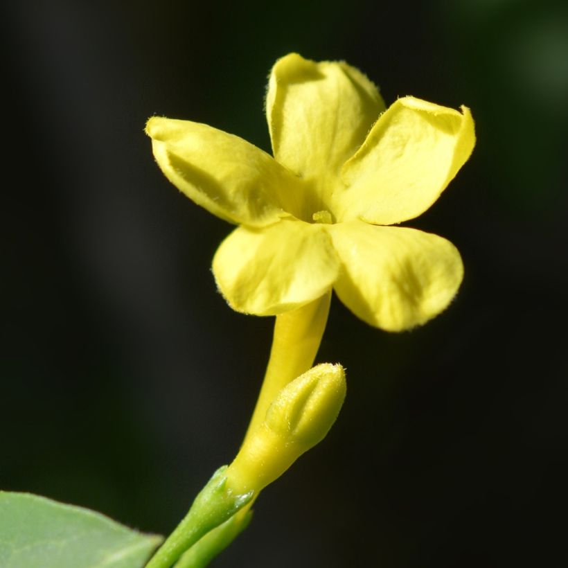 Jasminum humile Revolutum - Gelber Jasmin (Flowering)