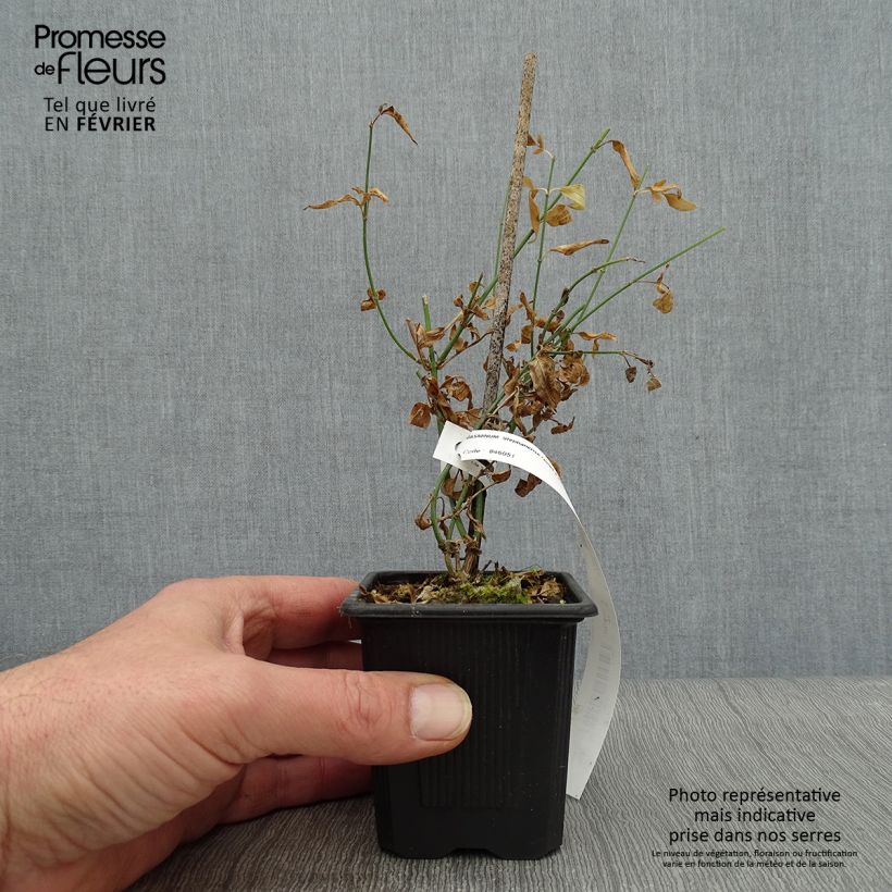 Exemplar von Jasminum stephanense - Rosa Jasmin Kleine Töpfe von 8/9 cm wie im Winter geliefert