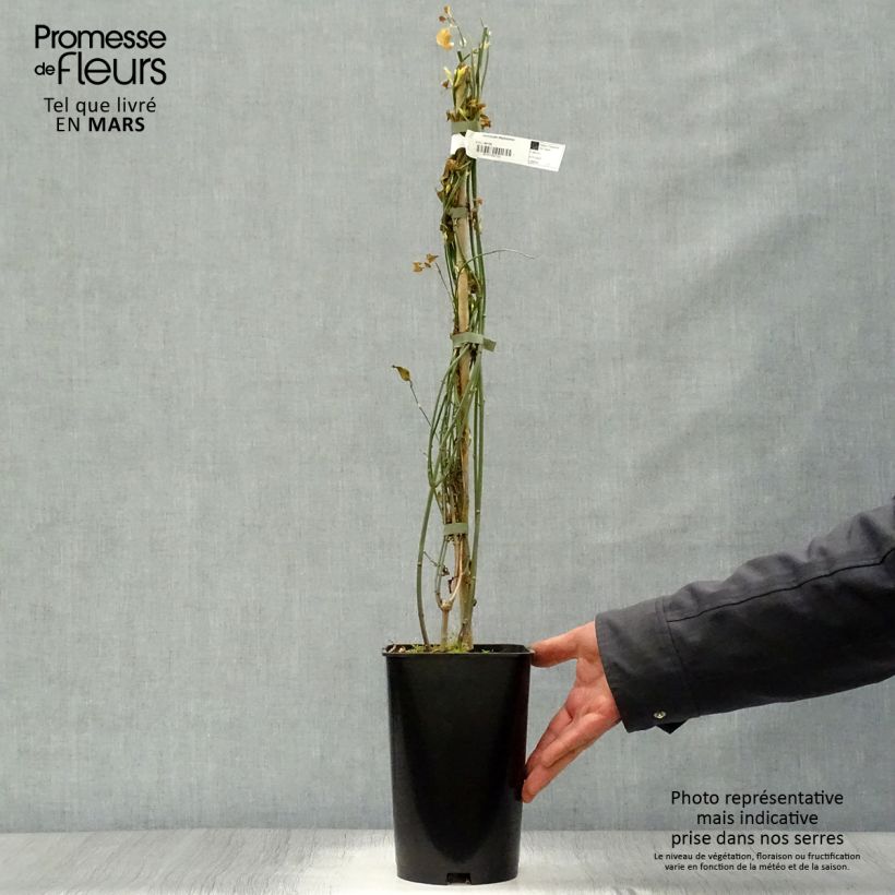 Exemplar von Jasminum stephanense - Rosa Jasmin Topf mit 2L/3L wie im Frühjahr geliefert