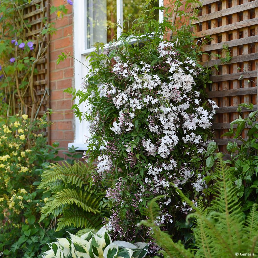 Jasminum Starry Night - Jasmin (Plant habit)
