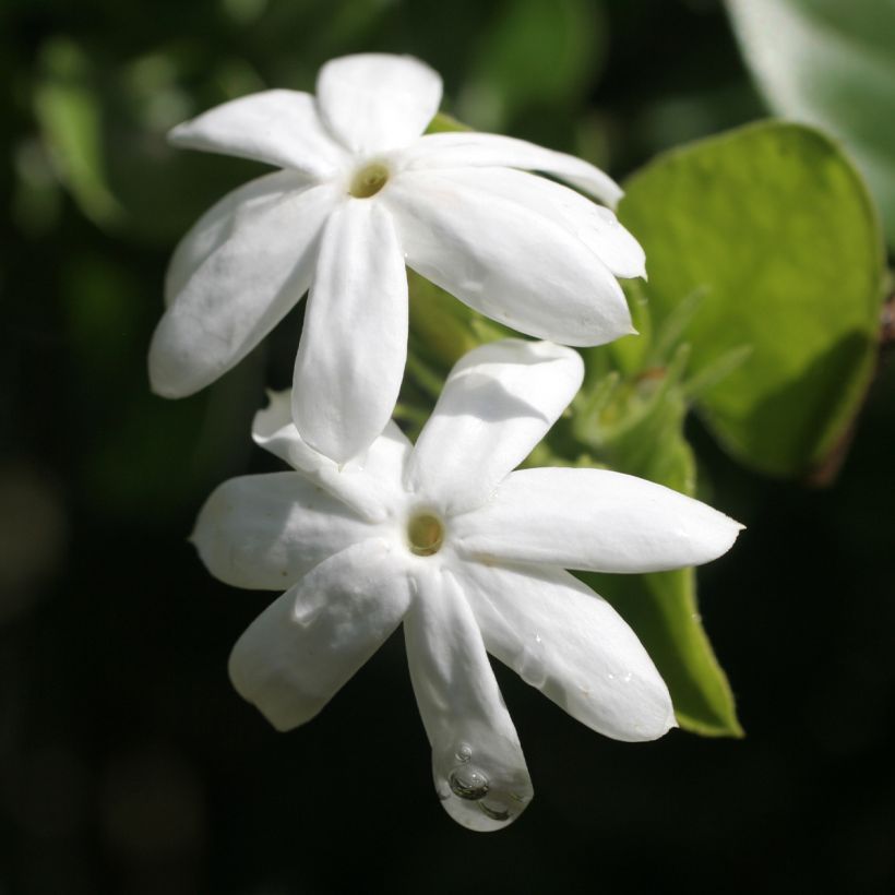 Jasminum officinalis f. affine Affinis - Echte Jasmin (Flowering)