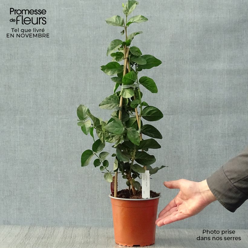 Example of Jasminum sambac - Arabischer Jasmin Topf mit 2L/3L as you get in automne
