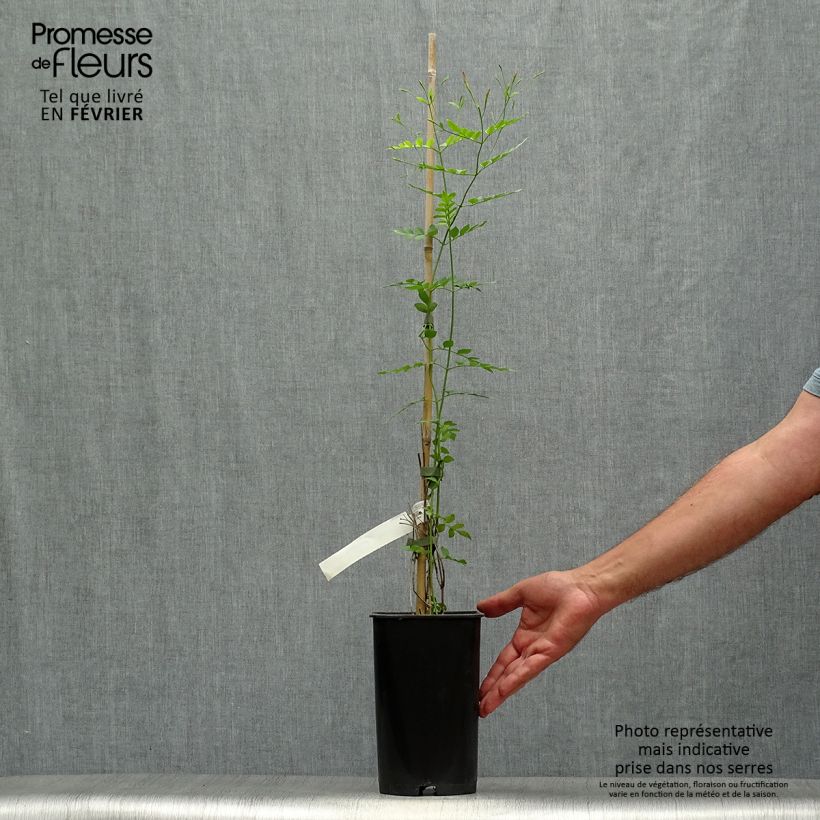 Example of Jasminum grandiflorum - Chinesischer Tee-Jasmin Topf mit 2L/3L as you get in automne