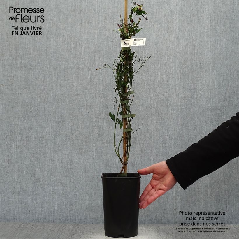 Exemplar von Jasminum grandiflorum - Chinesischer Tee-Jasmin Topf mit 2L/3L wie im Winter geliefert