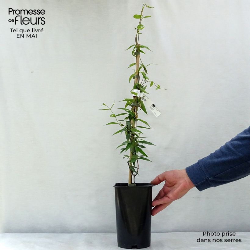 Exemplar von Jasminwurzel - Gelsemium sempervirens Topf mit 2L/3L wie im Frühjahr geliefert