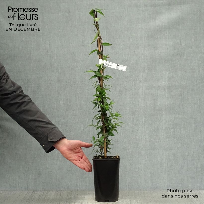 Exemplar von Jasminwurzel - Gelsemium sempervirens Topf mit 2L/3L wie im Winter geliefert