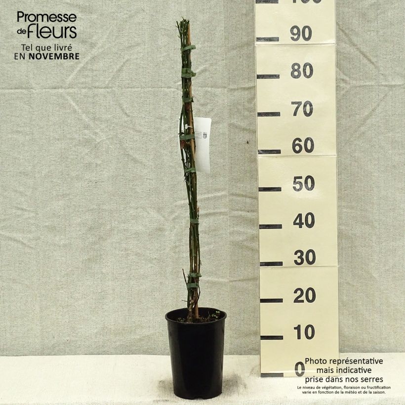 Example of Jasminum nudiflorum - Winter-Jasmin Topf mit 2L/3L as you get in automne