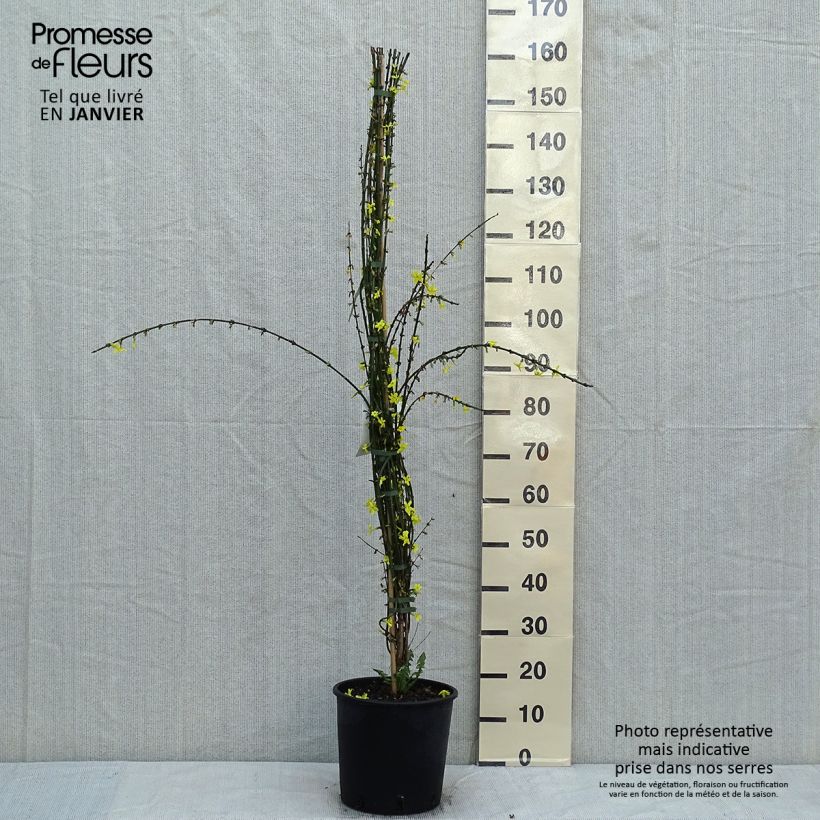 Example of Jasminum nudiflorum - Winter-Jasmin Topf mit 7,5L/10L as you get in hiver