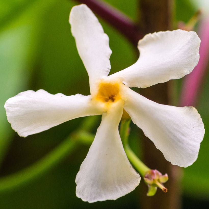 Sternjasmin Waterwheel - Trachelospermum (Flowering)
