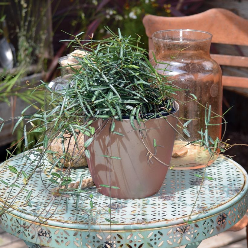 Sternjasmin Waterwheel - Trachelospermum (Plant habit)