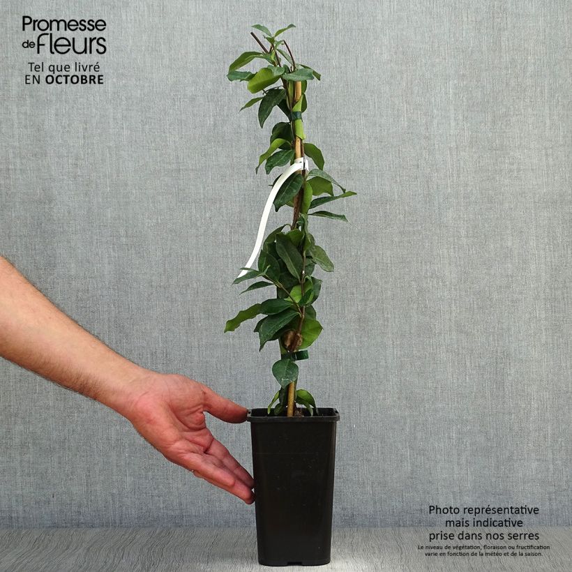 Example of Sternjasmin - Trachelospermum jasminoides Topf mit 1L/1,5L as you get in automne