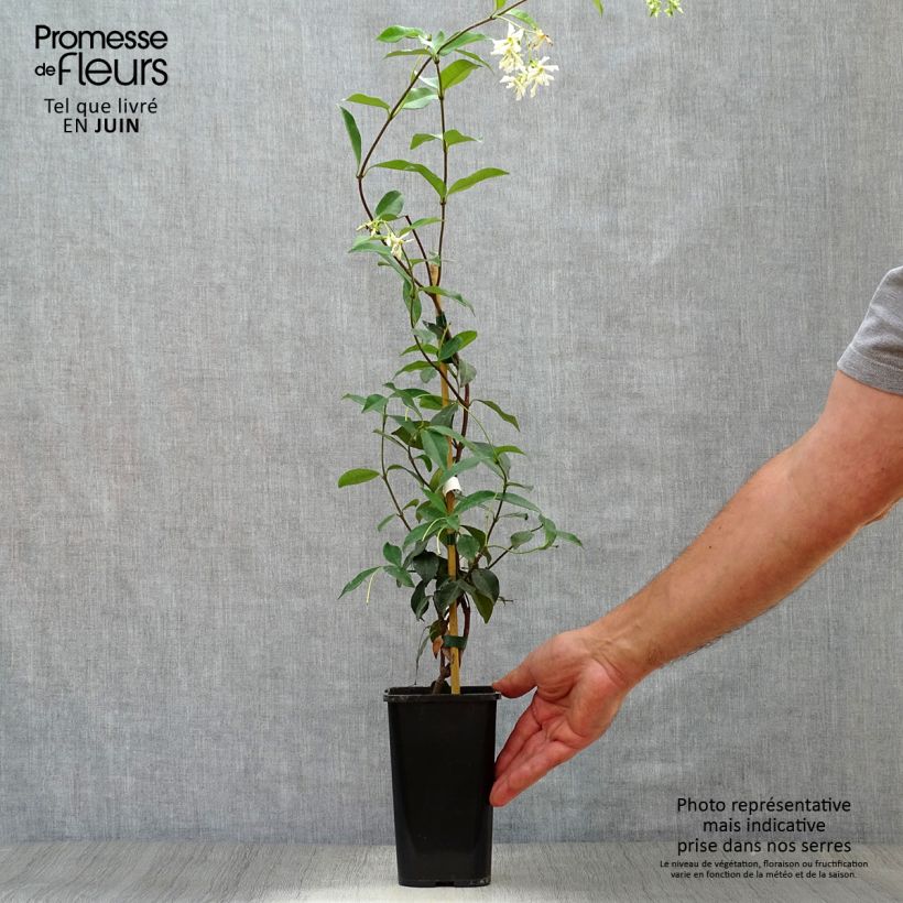 Exemplar von Sternjasmin - Trachelospermum jasminoides Topf mit 1L/1,5L wie im Sommer geliefert