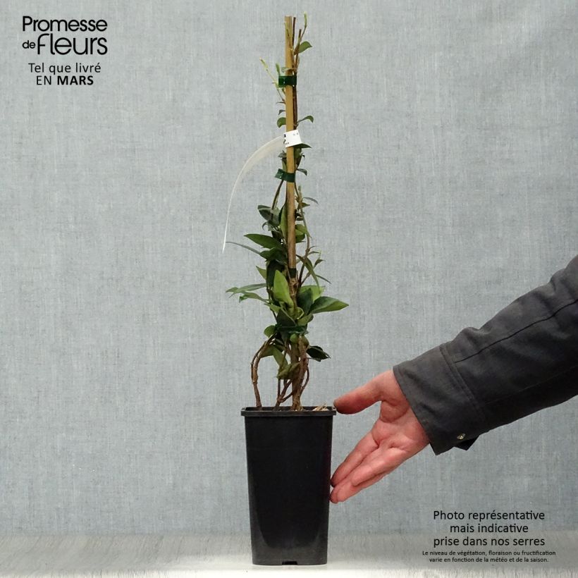 Exemplar von Sternjasmin - Trachelospermum jasminoides Topf mit 1L/1,5L wie im Frühjahr geliefert