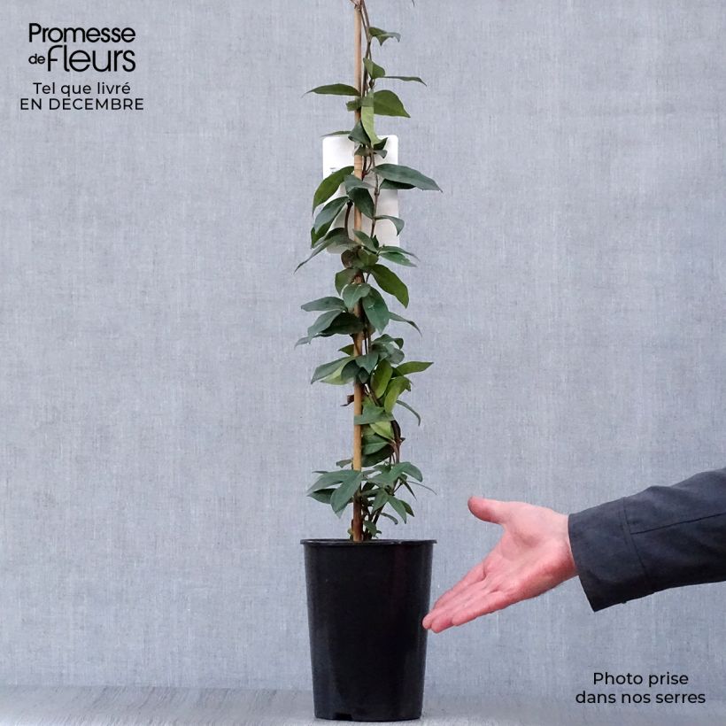 Exemplar von Sternjasmin - Trachelospermum jasminoides Topf mit 2L/3L wie im Winter geliefert