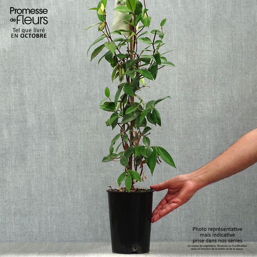 Example of Sternjasmin - Trachelospermum jasminoides Topf mit 2L/3L as you get in automne