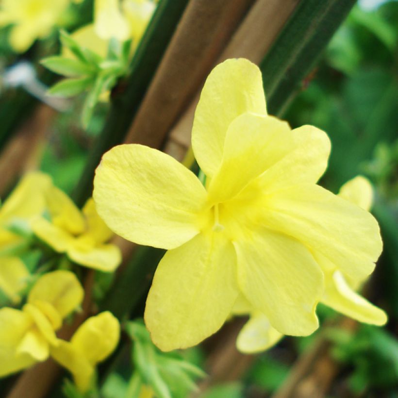Jasminum nudiflorum - Winter-Jasmin (Flowering)