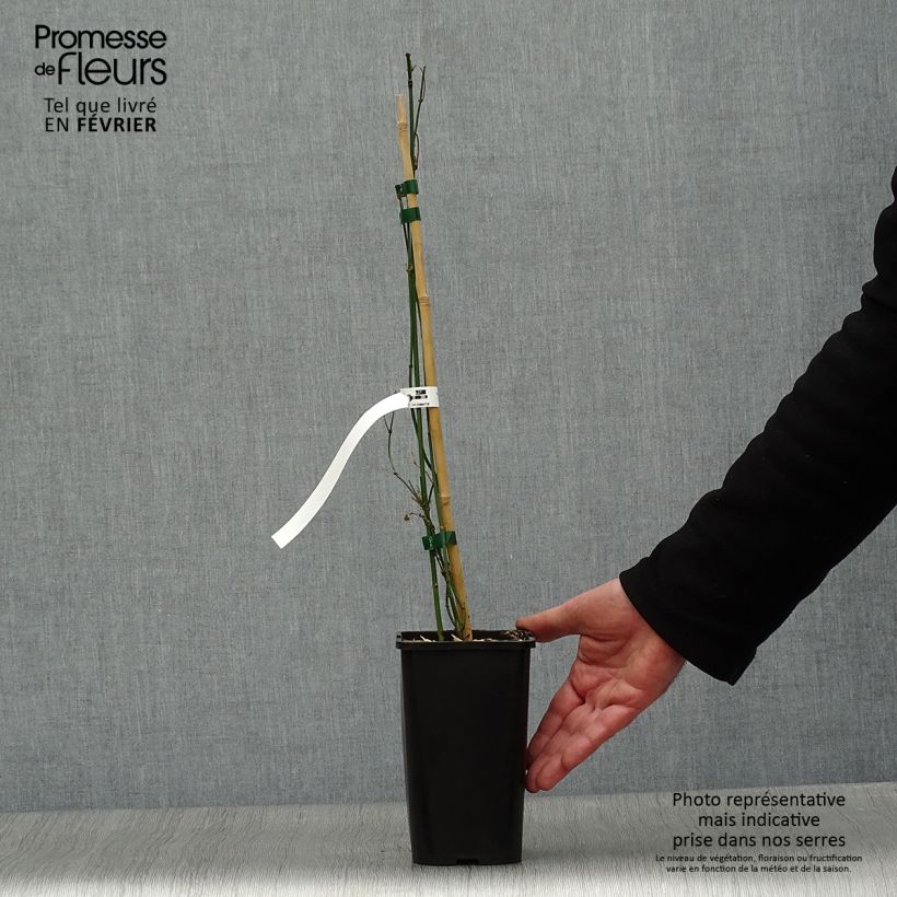 Exemplar von Jasminum officinalis f. affine Affinis - Echte Jasmin Topf mit 1,5L/2L wie im Winter geliefert