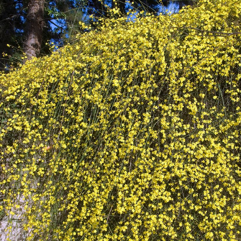 Jasminum nudiflorum - Winter-Jasmin (Plant habit)